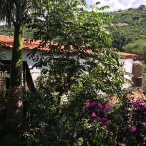  - jaguar, salud emocional