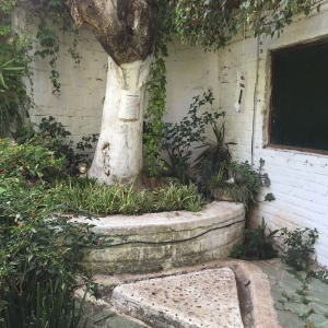  - combatir conductas autodestructivas, jalisco